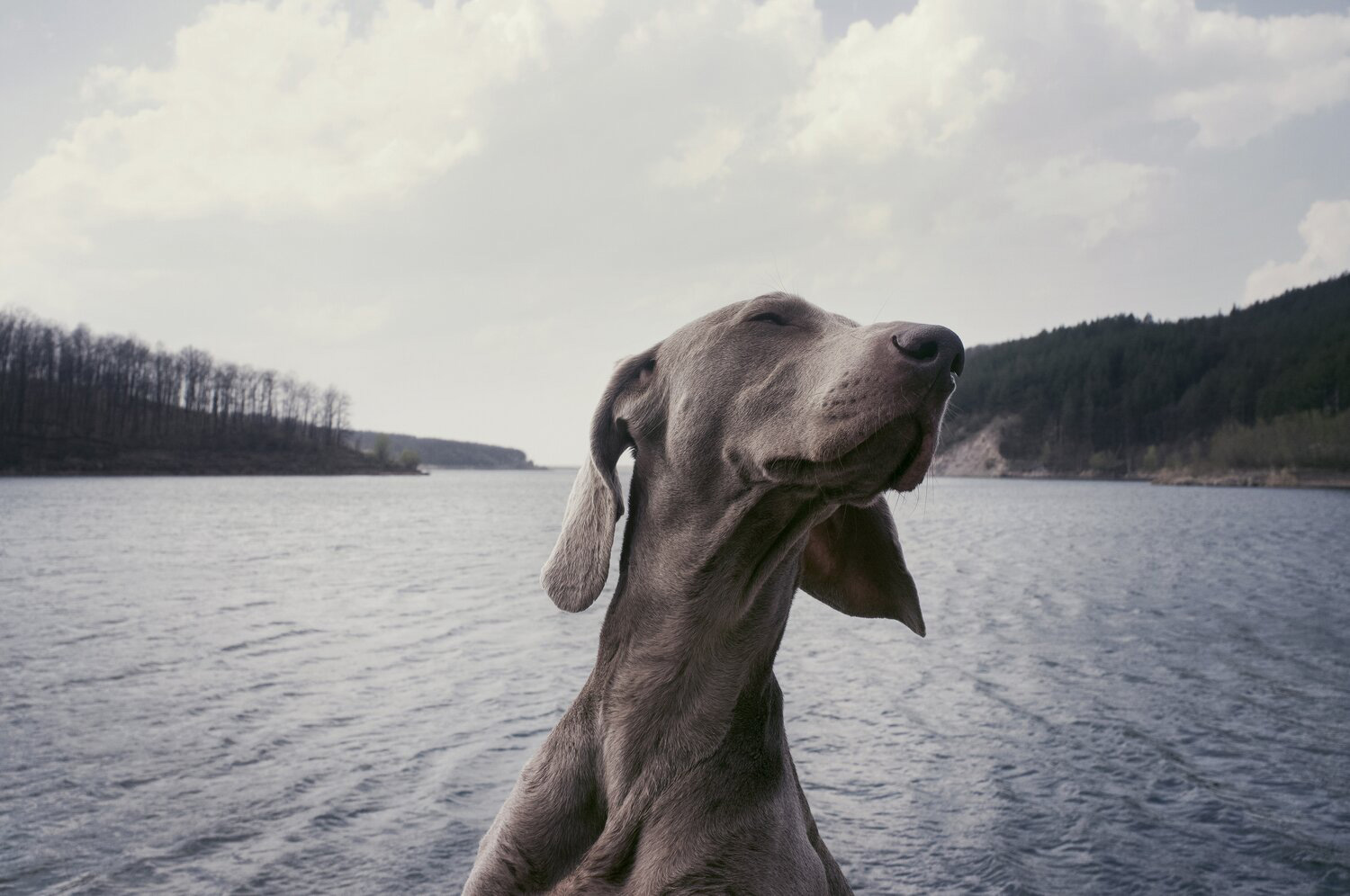 Un chien qui apprécie la nature devant un lac